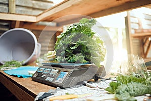 Grocery, agriculture and closeup of farmer scale to weigh vegetables. Healthy nutrition and lifestyle store or local