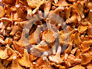 Grocery store - chanterelle mushrooms