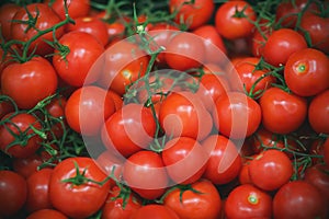 In the grocery store are many ripe red tomatoes on thin green twigs. Harvest