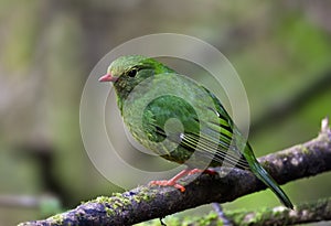 Groen-zwarte Cotinga, Green-and-black Fruiteater, Pipreola riefferii photo