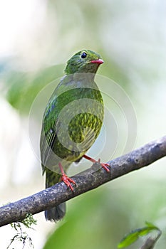 Groen-zwarte Cotinga, Green-and-black Fruiteater, Pipreola riefferii