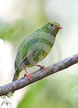 Groen-zwarte Cotinga, Green-and-black Fruiteater, Pipreola riefferii