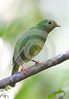 Groen-zwarte Cotinga, Green-and-black Fruiteater, Pipreola riefferii