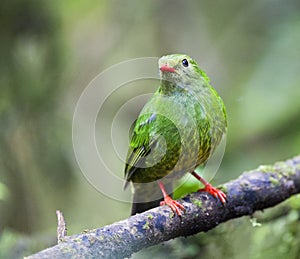 Groen-zwarte Cotinga, Green-and-black Fruiteater, Pipreola riefferii