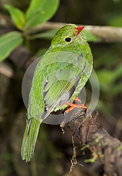 Groen-zwarte Cotinga, Green-and-black Fruiteater, Pipreola riefferii