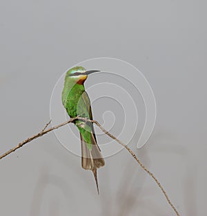 Groene Bijeneter, Blue-cheeked Bee-eater, Merops persicus