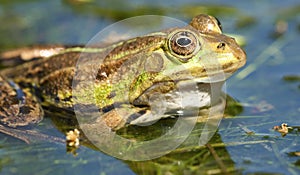 Groene Kikker, Water Frog, Pelophylax spec