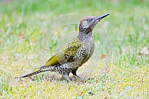 Groene Specht, European Green Woodpecker, Picus viridis