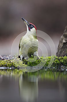 Groene Specht, Green Woodpecker, Picus viridus