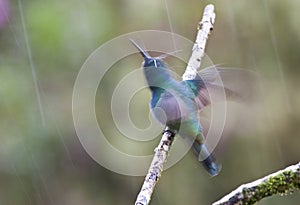 Groene Violetoorkolibrie, Green Violet-ear, Colibri thalassinus