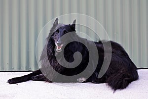 Groenendael Belgian Shepherd dog sitting on the ground