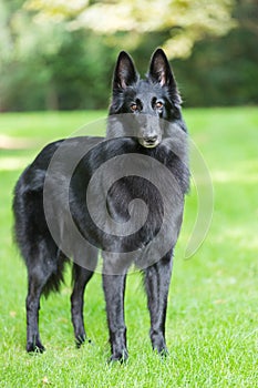 Groenendael pure breed black dog standing on blurred nature background