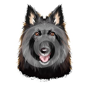 Groenendael shepherd, Belgian Sheepdog, Belgian Groenendael dog digital art illustration isolated on white background. Belgian