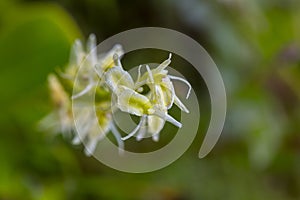 Groenknolorchis, Fen Orchid, Liparis loeselii photo