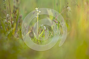 Groenknolorchis, Fen Orchid, Liparis loeselii photo