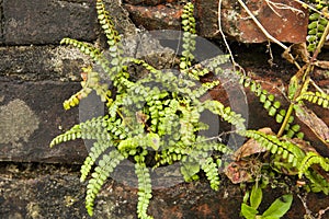 Groensteel, Green Spleenwort, Asplenium viride photo