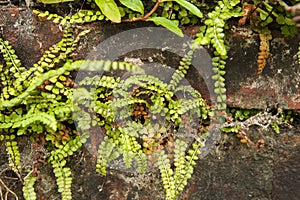 Groensteel, Green Spleenwort, Asplenium viride photo