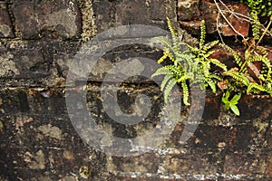 Groensteel, Green Spleenwort, Asplenium viride photo