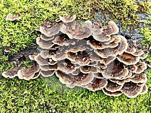 Grofola frondosa mushrooms.