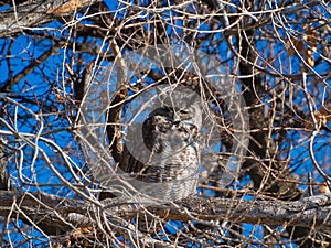 Groggy Owl in Cottonwood Tree photo