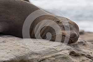 Groggy Sea Lion Opens Eye photo