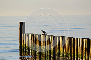 Groin at at the baltic sea beach of ustronie morskie, poland in the evening sun