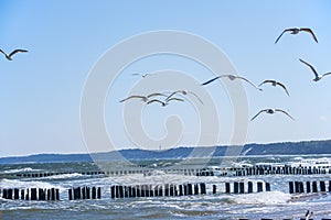 Groins in the Baltic Sea with gulls