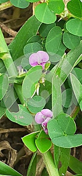 Grona Triflora Plant and Flowers on Green Nature Background