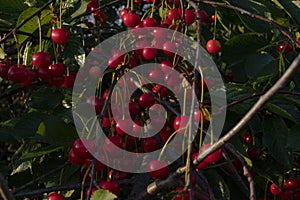 Grones of bright red cherry berries on a tree with thin gray branches and green leaves