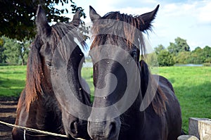 Groninger horses photo