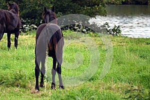 Groninger purebred horse peeing photo