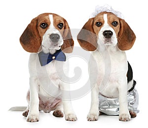 Groom and bride (beagle dogs)