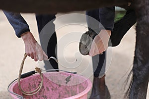 Groom cleans horse hooves