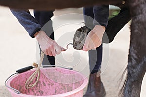 Groom cleans horse hooves