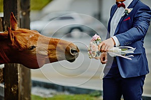 The groom, holding a wedding bouquet in hand, and a horse, who r