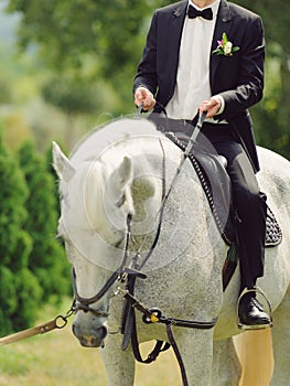 Groom with Rein on Horse photo