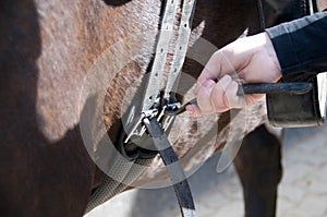 Groom tightens the girth.