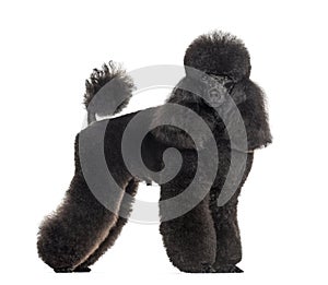Groomed black poodle, standing, isolated