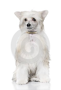 Groomed Chinese Crested Dog sitting - Powderpuff (