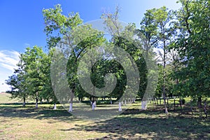 Groomed and cleaned of excess vegetation in the deciduous edge of the theme Park