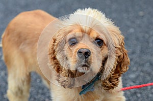 Groomed Cocker Spaniel dog with blue collar and tag