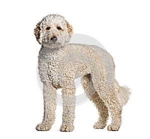 Groomed Golden dooodle dog standing in front, looking at the camera, isolated on white