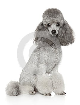 Groomed gray Poodle on white