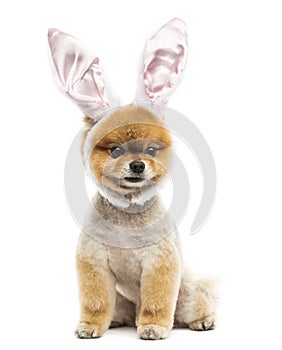 Groomed Pomeranian dog sitting and wearing rabbit ears headband