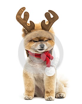 Groomed Pomeranian dog sitting and wearing reindeer antlers head