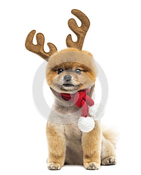 Groomed Pomeranian dog sitting and wearing reindeer antlers head photo