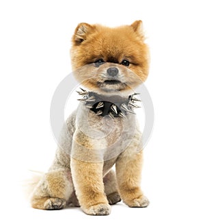 Groomed Pomeranian dog sitting wearing a spiked collar photo