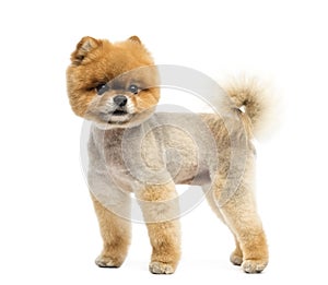 Groomed Pomeranian dog standing and looking away