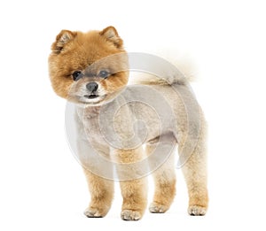 Groomed Pomeranian dog standing and looking at the camera