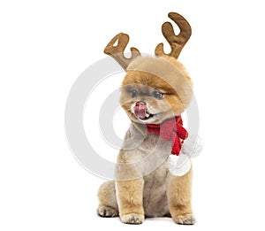 Groomed Pomeranian dog, wearing reindeer antlers headband and a